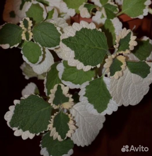 Плектрантус