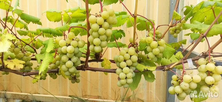 Саженцы винограда