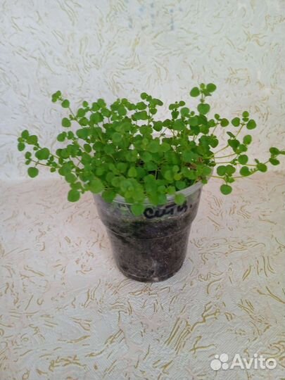 Мята корсиканская 