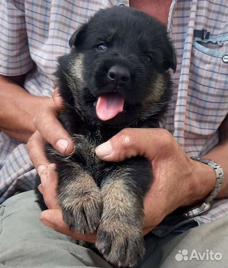 Щенки немецкой овчарки