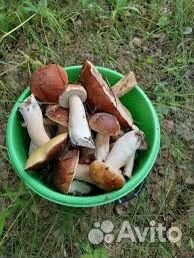 Грибы белые