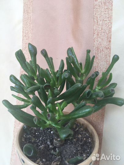 Каланхое Оленьи рожки, Крассула овата Хоббит