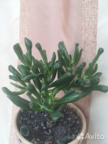 Каланхое Оленьи рожки, Крассула овата Хоббит