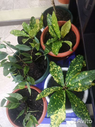 Домашние цветы