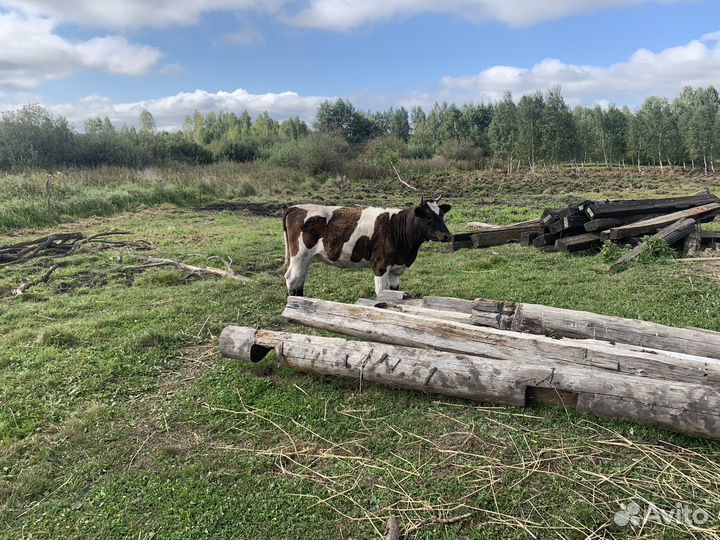 Молодые телки