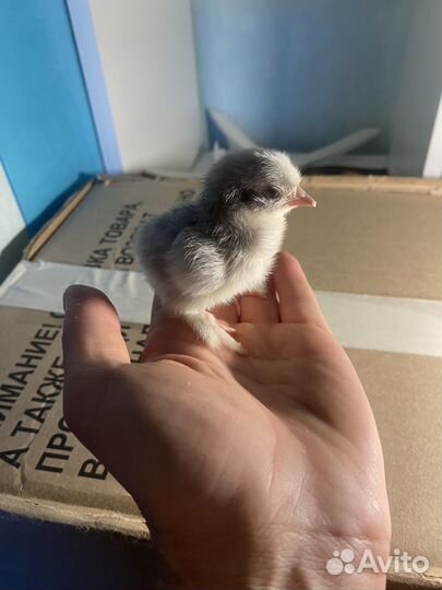 Карликовый Кохинхин лаванда цыплята, яйцо