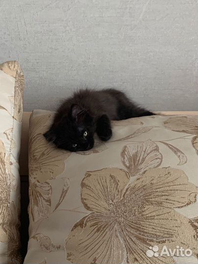 Котята в добрые руки бесплатно