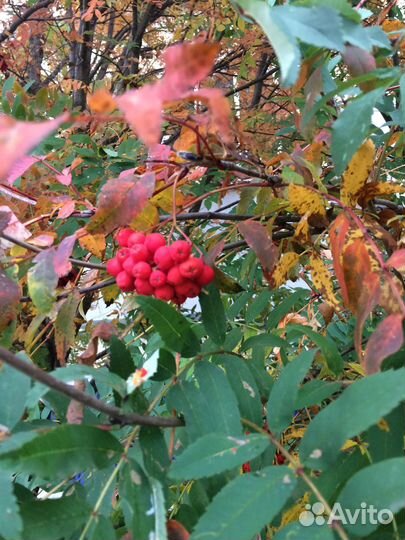 Рябина красная, ягоды