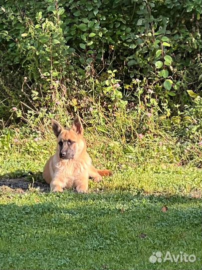 Щенки-подкидыши Бони (д.) и Дозор (м.) - 6/7 месяц