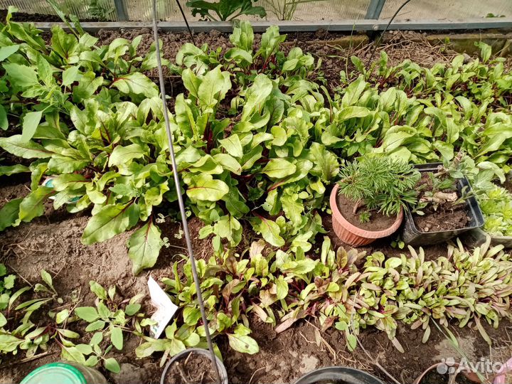 Рассада капусты, свеклы