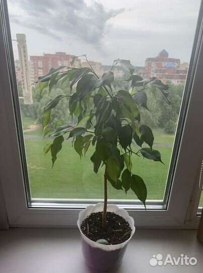 Бенджамина