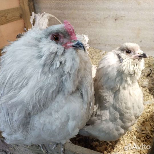 Амераукана лаванда