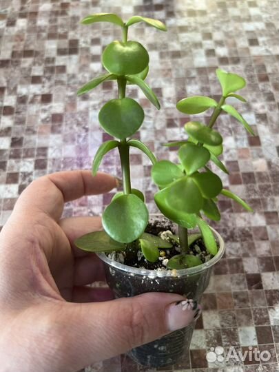 Суккулент партулакария