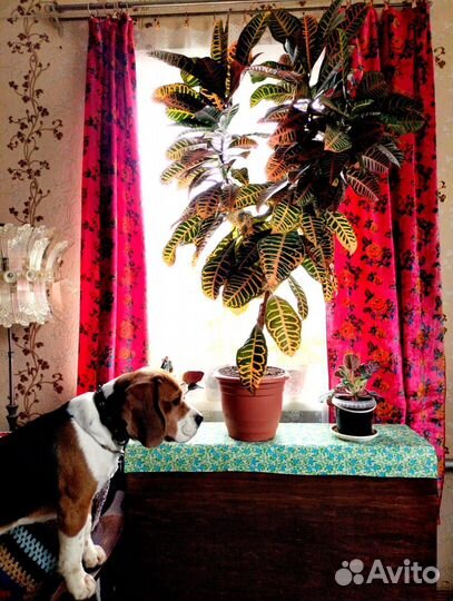 Фикус Кротон в горшке