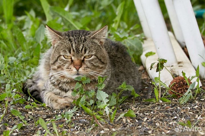 Полосатый кот в добрые руки