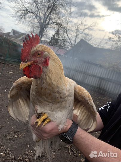 Молодые петухи