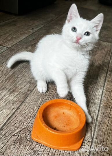 Кошки в добрые руки