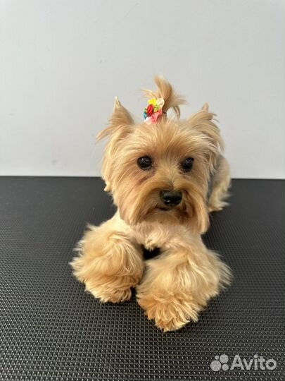 Стрижка собак груминг кошек гигиена