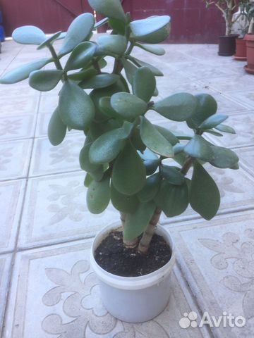 Толстянка, Денежное дерево)