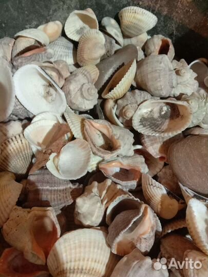 Морские ракушки раковины
