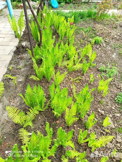 Папоротник садовый