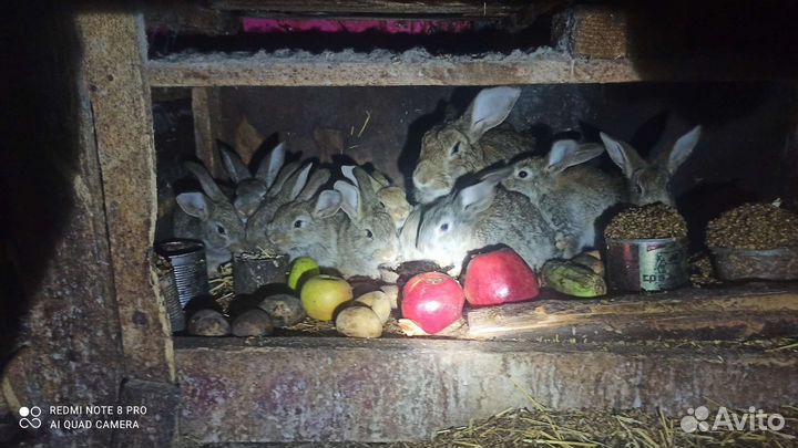 Продам кролика