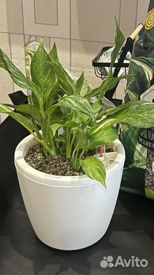 Спатифиллум Джемини