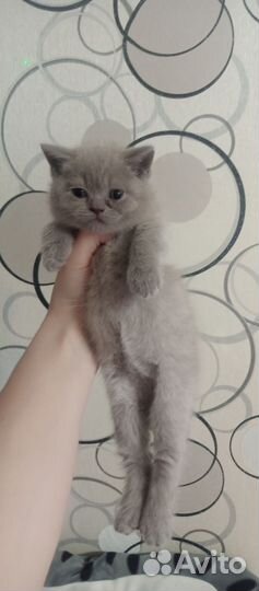 Шотландская