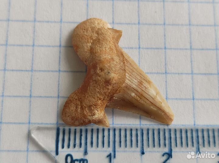 Зyб дрeвней акyлы