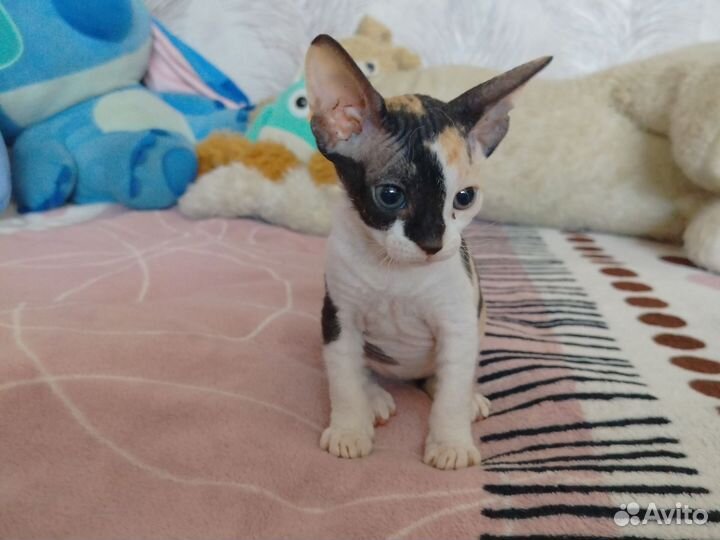 Котёнок Донского сфинкса