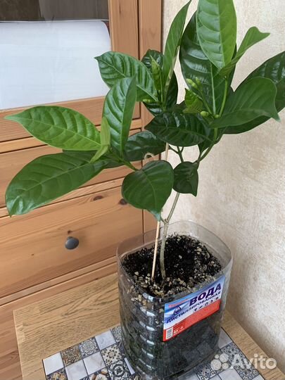 Табернемонтана махровая