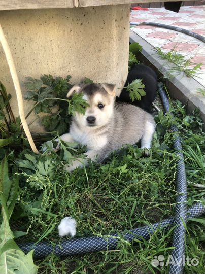 Щенки хаски