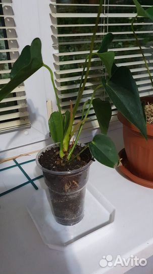 Комнатные цветы Антуриум