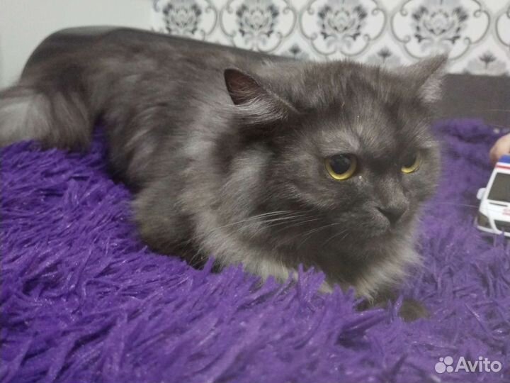 Кошки в добрые руки бесплатно