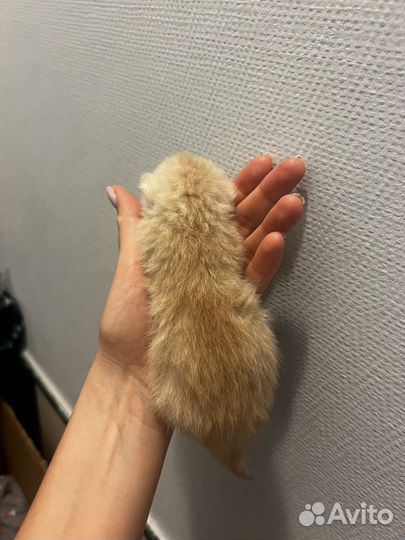 Котята сибирские
