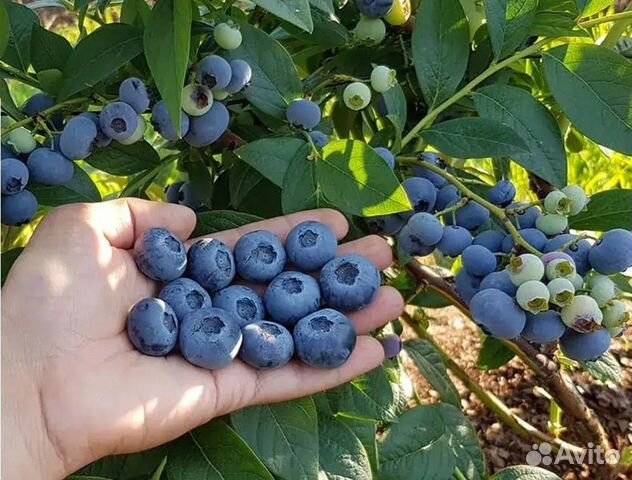 Голубика ханна чойс описание сорта фото