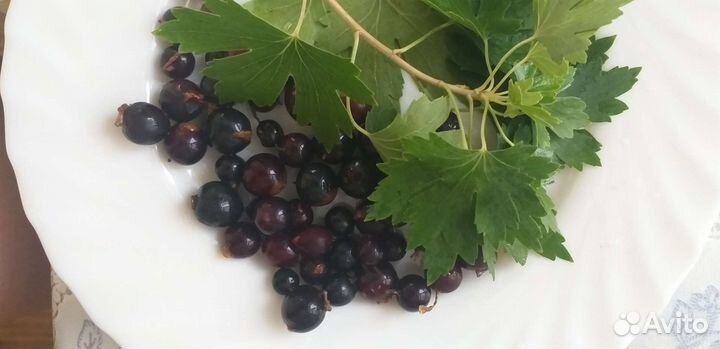 Чёрная смородина замороженная