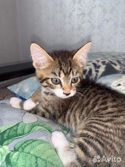 Кошки в добрые руки бесплатно