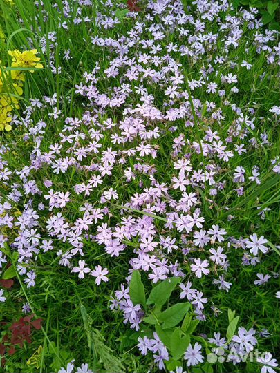 Многолетнее растение