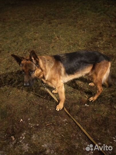 Передержка и выгул животных