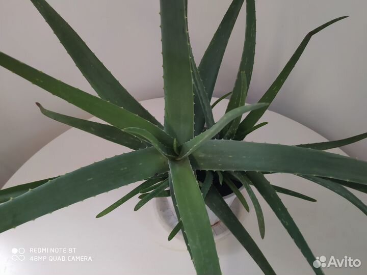 Комнатные растишки - 2 (обмен)