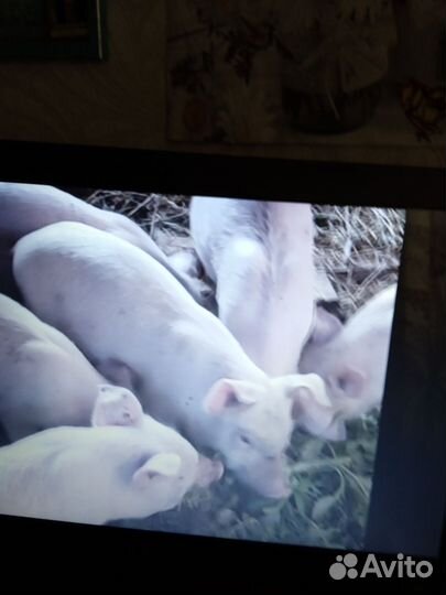Поросята мясной породы