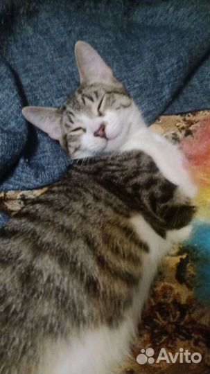 Котенку нужен дом