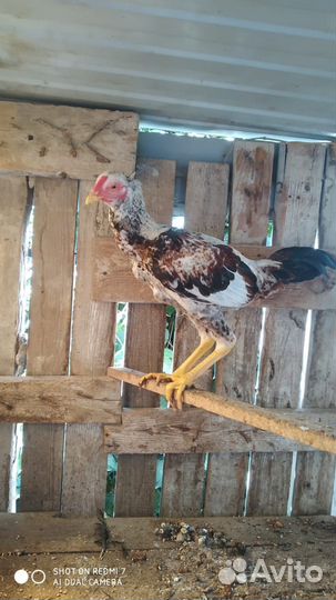Бойцовая курица