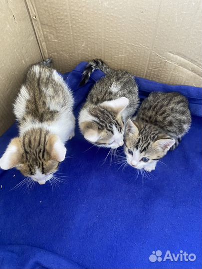 Котята