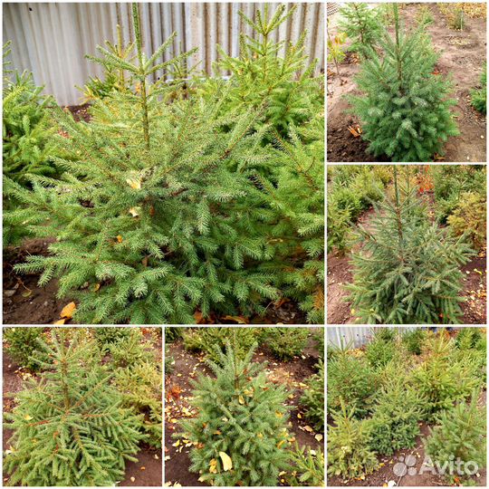 Тополь пирамидальный