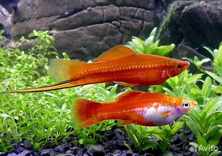 Аквариумные рыбки