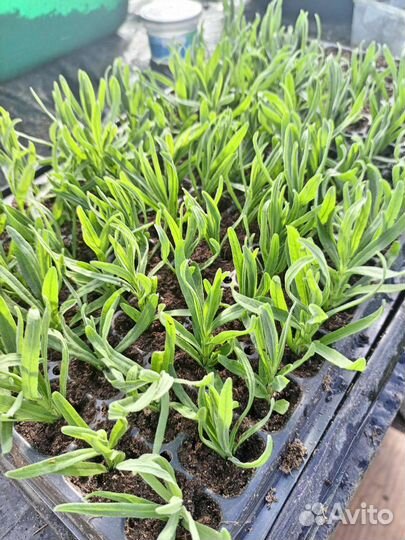 Лаванда узколистая