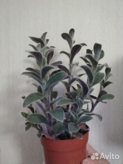 Традесканция силламонтана