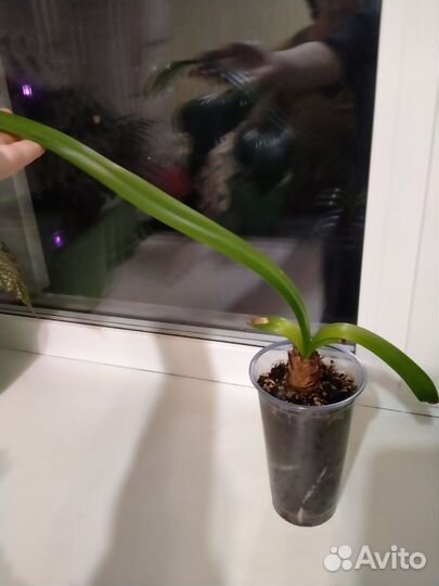 Гиппеаструм